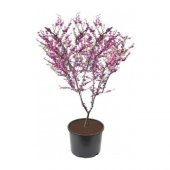 Erguvan Ağacı Tohumu 25 Tohum + Süpriz Hediye Tohum thumbnail 2