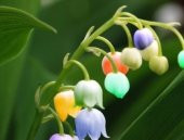 Nadir Çan Orkide Tohumu 5 Tohum + Süpriz Hediye Tohum - 4