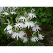 Japon Radiata Orkide Çiçeği Tohumu 5 Tohum + Süpriz Hediye - 3