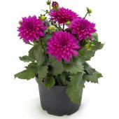 Karışık Dahlia Çiçeği Tohumu 5 Tohum + Süpriz Hediye Tohum - 3