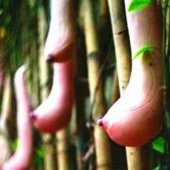 Vietnam Kabak Tohumu Süs Kabağı Tohumu 3 Tohum + Süpriz Tohum - 2