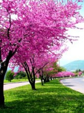 Erguvan Ağacı Tohumu 25 Tohum + Süpriz Hediye Tohum thumbnail 3