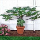 Bodur Papaya Ağacı Tohumu 3 Tohum + Süpriz Hediye Tohum thumbnail 1