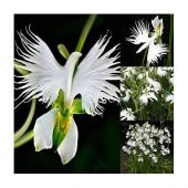 Japon Radiata Orkide Çiçeği Tohumu 5 Tohum + Süpriz Hediye - 4