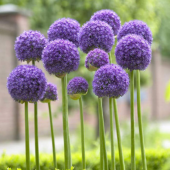 Dev Mor Allium Bitkisi Tohumu 3 Tohum + Süpriz Hediye Tohum - 3