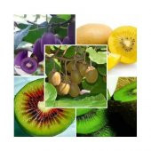 4 Farklı Kivi Tohumu + Süpriz Hediye Tohum - 1