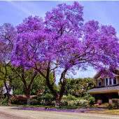 Jakaranda Ağacı Tohumu 25 Tohum Jacaranda + Süpriz Hediye Tohum - 4