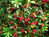 Tropikal Myrica Çin Çileği Tohumu 2 Tohum + Süpriz Hediye Tohum - 3