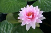 Lotus Tohumu Nilüfer Su Zambağı Tohumu 1 Tohum Lotus Çiçeği - 5