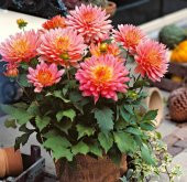 Karışık Dahlia Çiçeği Tohumu 5 Tohum + Süpriz Hediye Tohum - 5