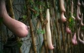 Vietnam Kabak Tohumu Süs Kabağı Tohumu 3 Tohum + Süpriz Tohum - 4