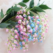 Nadir Çan Orkide Tohumu 5 Tohum + Süpriz Hediye Tohum - 6