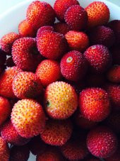 Tropikal Myrica Çin Çileği Tohumu 2 Tohum + Süpriz Hediye Tohum - 4