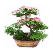 Bodur Gülibrişim Bonzai Ağacı Tohumu Ekim Seti 5 Tohum +Saksı+Top thumbnail 1