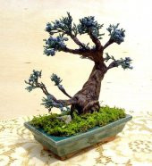 Bodur Blueberry Bonzai Ağacı Tohumu Ekim Seti 5 Tohum +Saksı+Topr thumbnail 1