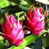 Ejder Meyvesi Tohumu 10 Tohum Pitaya Tohumu Pithaya +Süpriz Tohum - 4