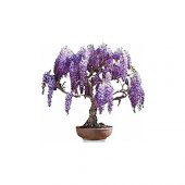 Bodur Jakaranda Bonzai Ağacı Ekim Seti 5 Tohum +Saksı +Toprak thumbnail 1