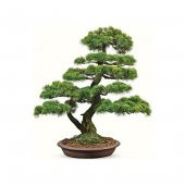 Bodur Karaçam Bonzai Ağacı Tohumu Ekim Seti 5 Tohum +Saksı+Toprak thumbnail 1