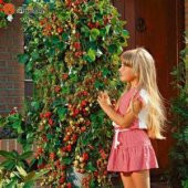 Nadir Alman Çilek Ağacı Tohumu 10 Tohum Çilek Tohumu +Süpriz Hedi thumbnail 1