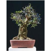 Bodur Blueberry Bonzai Ağacı Tohumu Ekim Seti 5 Tohum +Saksı+Topr thumbnail 2