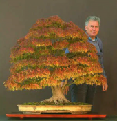 Bodur Çınar Bonzai Ağacı Ekim Seti 5 Tohum +Saksı+Toprak+Süpriz - 3