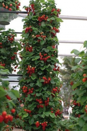 Nadir Alman Çilek Ağacı Tohumu 10 Tohum Çilek Tohumu +Süpriz Hedi thumbnail 2