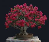 Bodur Mersin Bonzai Ağacı Tohumu Ekim Seti 5 Tohum +Saksı+Toprak - 1