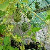 Kiwano Meyvesi Tohumu Kivano Dikenli Kavun + Süpriz Hediye Tohum - 2