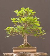 Bodur Beyaz Dut Bonzai Ağacı Ekim Seti 5 Tohum +Saksı+Toprak - 3