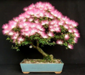 Bodur Gülibrişim Bonzai Ağacı Tohumu Ekim Seti 5 Tohum +Saksı+Top thumbnail 3