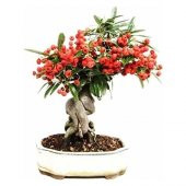 Kahve Bonzai Ağacı Tohumu 5 Tohum + Süpriz Hediye Bonsai Tohumu - 1
