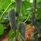 Kornişon Salatalık Tohumu 15 Tohum + Süpriz Hediye Sebze Tohumu - 3