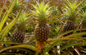 Tropikal Meyve Ananas Tohumu 3 Tohum + Süpriz Hediye Tohum - 3