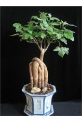 Bodur Japon Kavağı Bonzai Ağacı Ekim Seti 3 Tohum +Saksı+Toprak thumbnail 2