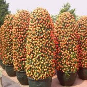 Bodur Mandalina Ağacı Tohumu 3 Tohum + Süpriz Bonzai Tohumu - 3