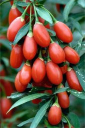 Gojiberry Tohumu 10 Tohum Goji Berry + Süpriz Tohum thumbnail 2