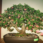 Bodur Karadut Bonzai Ağacı Tohumu Ekim Seti 5 Tohum +Saksı+Toprak - 3