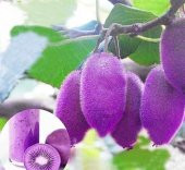 Nadir Mor Kivi Tohumu 5 Tohum + Süpriz Hediye Tohum - 3