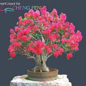 Bodur Mersin Bonzai Ağacı Tohumu Ekim Seti 5 Tohum +Saksı+Toprak - 2