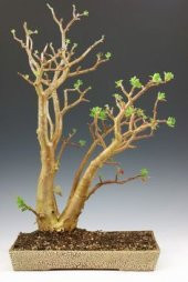 Bodur Japon Kavağı Bonzai Ağacı Ekim Seti 3 Tohum +Saksı+Toprak thumbnail 3