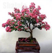 Bodur Mersin Bonzai Ağacı Tohumu Ekim Seti 5 Tohum +Saksı+Toprak - 4