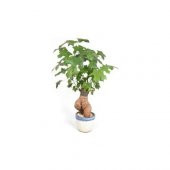 Japon Kavağı Bonzai Ağacı Tohumu 3 Tohum + Süpriz Bonsai Tohumu - 1