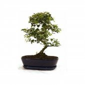 Bodur Tesbih Bonzai Ağacı Tohumu 5 Tohum + Süpriz Bonsai Tohumu - 1