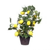 İtalyan Limon Bonzai Ağacı Tohumu Ekim Seti 3 Tohum +Saksı+Toprak - 1