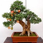 Bodur Nar Bonzai Ağacı Tohumu 5 Tohum +Süpriz Bonsai Ağacı Tohumu - 1