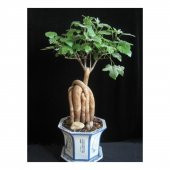 Japon Kavağı Bonzai Ağacı Tohumu 3 Tohum + Süpriz Bonsai Tohumu - 2