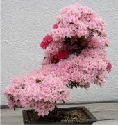 Erguvan Bonzai Ağacı Tohumu 5 Tohum + Süpriz Hediye Bonsai Tohumu - 2