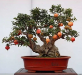 Bodur Nar Bonzai Ağacı Tohumu 5 Tohum +Süpriz Bonsai Ağacı Tohumu - 3