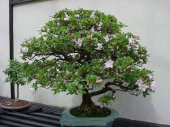 Bodur Tesbih Bonzai Ağacı Tohumu 5 Tohum + Süpriz Bonsai Tohumu - 2