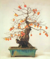 Bodur Hurma Bonzai Ağacı Tohumu 1 Tohum + Süpriz Bonsai Tohumu - 2